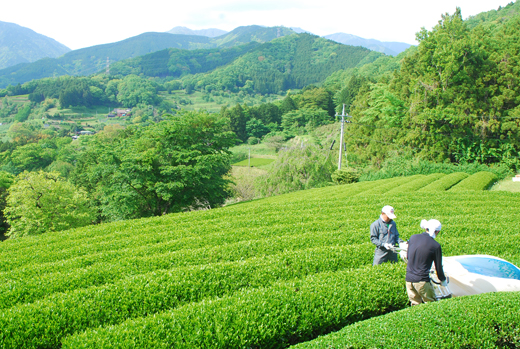 茶来未茶園